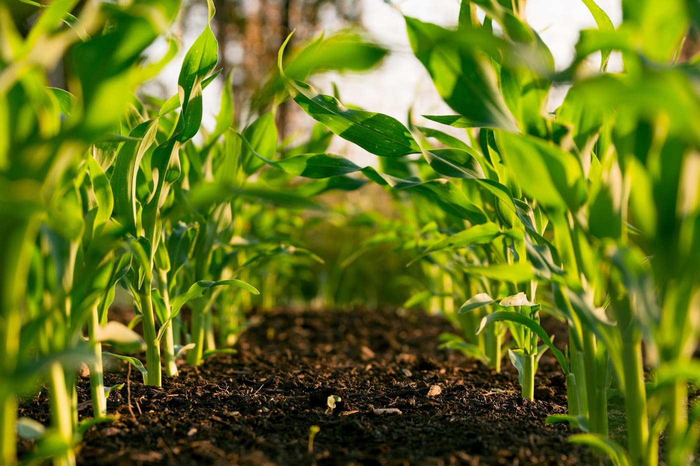 Agricultural crop rows from ground level